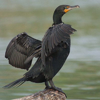 Cormorant Michigan