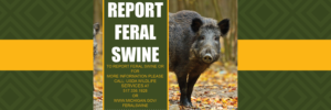 Report Feral Swine