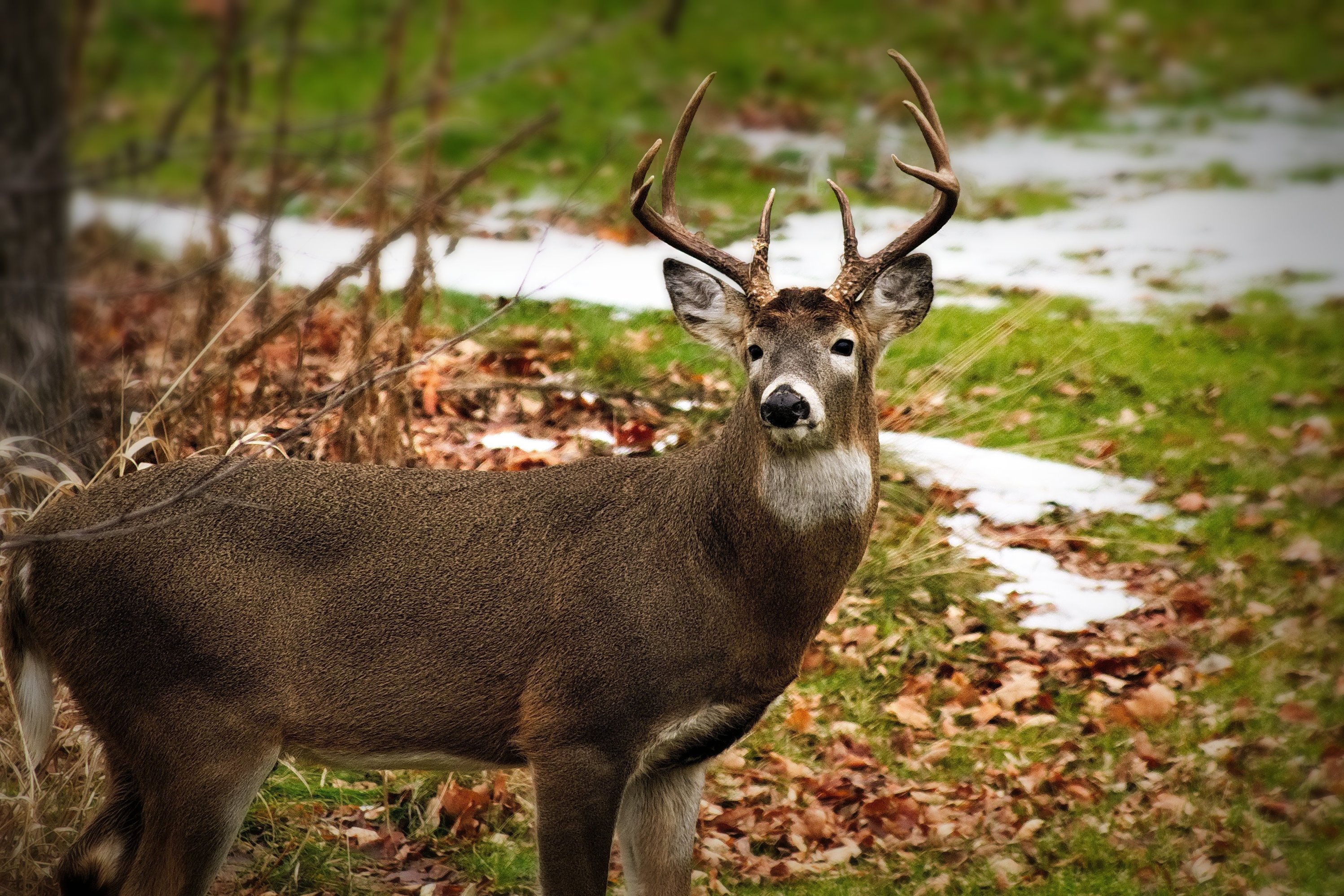 Michigan Youth Hunter Regulations Michigan United Conservation Clubs