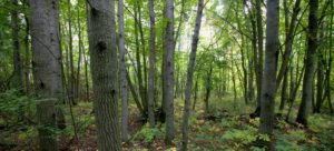DNR Seeks Public Comment on Forest Management Plan