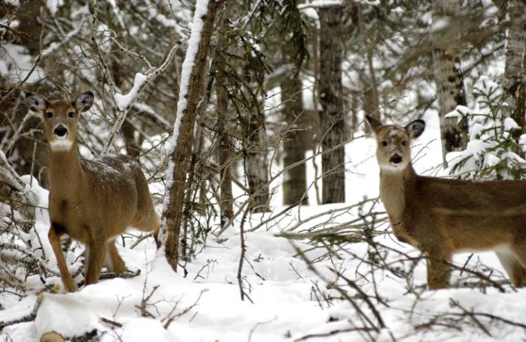 NRC Passes 2021 Deer Regulations Michigan United Conservation Clubs