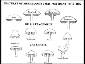 D2 Mushroom Foraging in Michigan