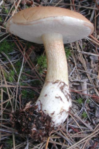 MB Mushroom Foraging in Michigan