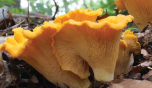 MCN Mushroom Foraging in Michigan
