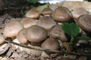 MHM Mushroom Foraging in Michigan