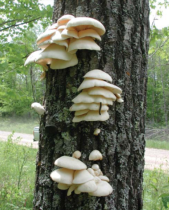 MOS Mushroom Foraging in Michigan
