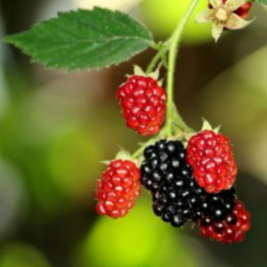 What Is Brambleberry? – The Garden Bug Detroit