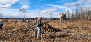 volunteer building brush pile in a clear-cut