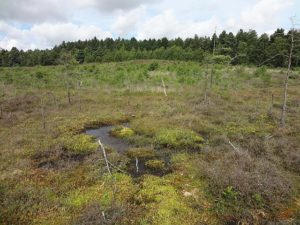 A bog wetland type.