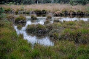 A marsh wetland type.