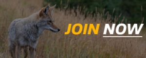 Michigan coyote hunting