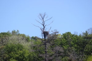 empty bald eagle nest