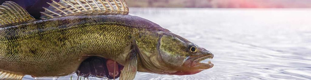 The image shows a Walleye, the target species of the Midwest Walleye Challenge.